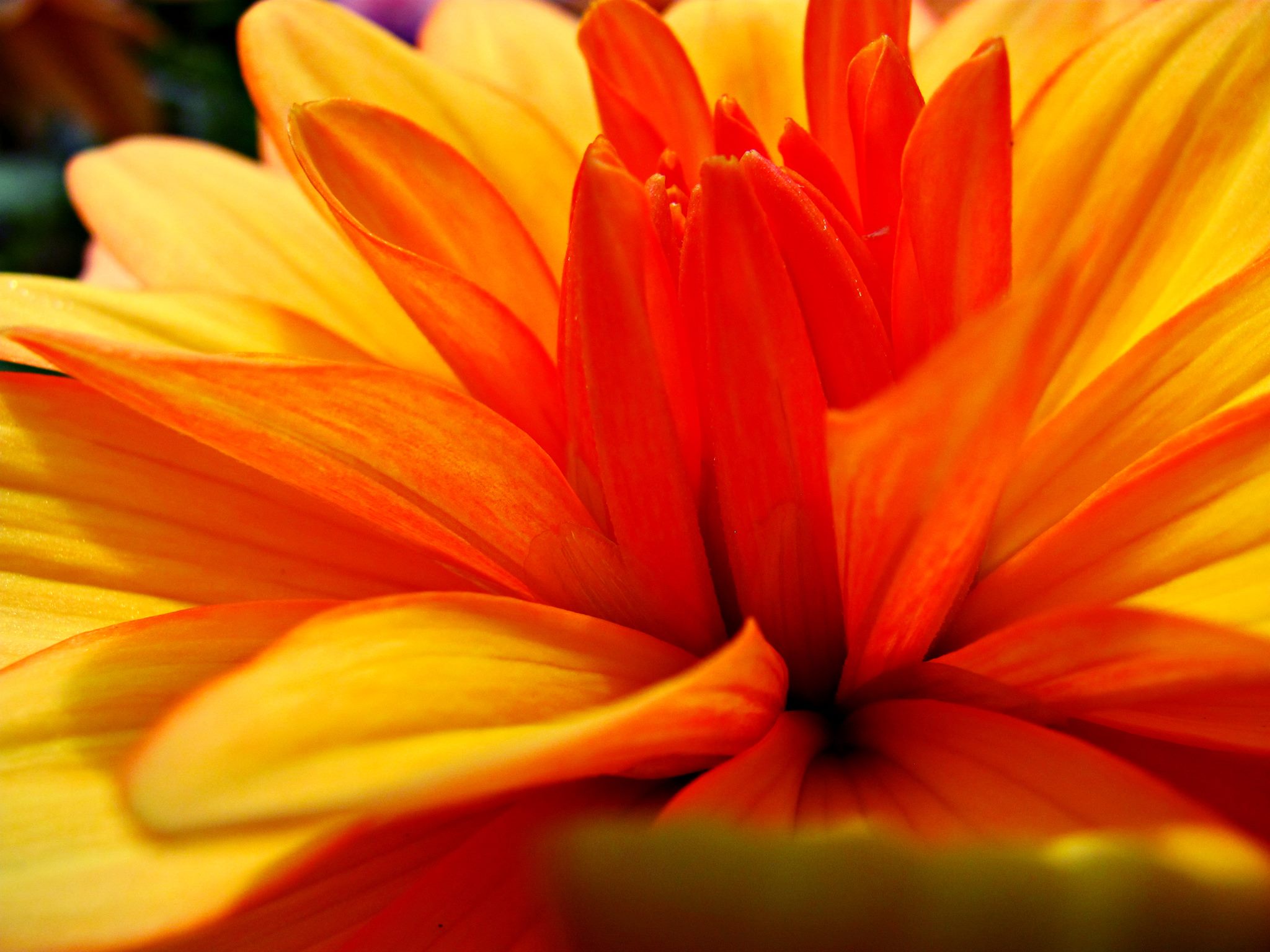 Marigold and orange dahlia petals in close-up macro inside the greenhouse