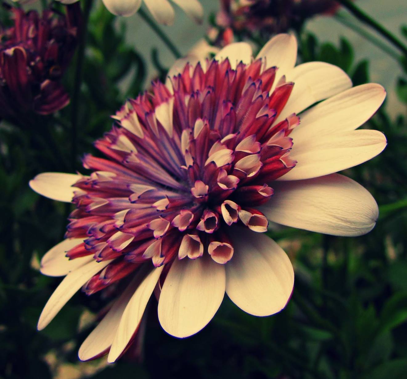 Cream osteospermum with a dramatic purple and cream spoon center