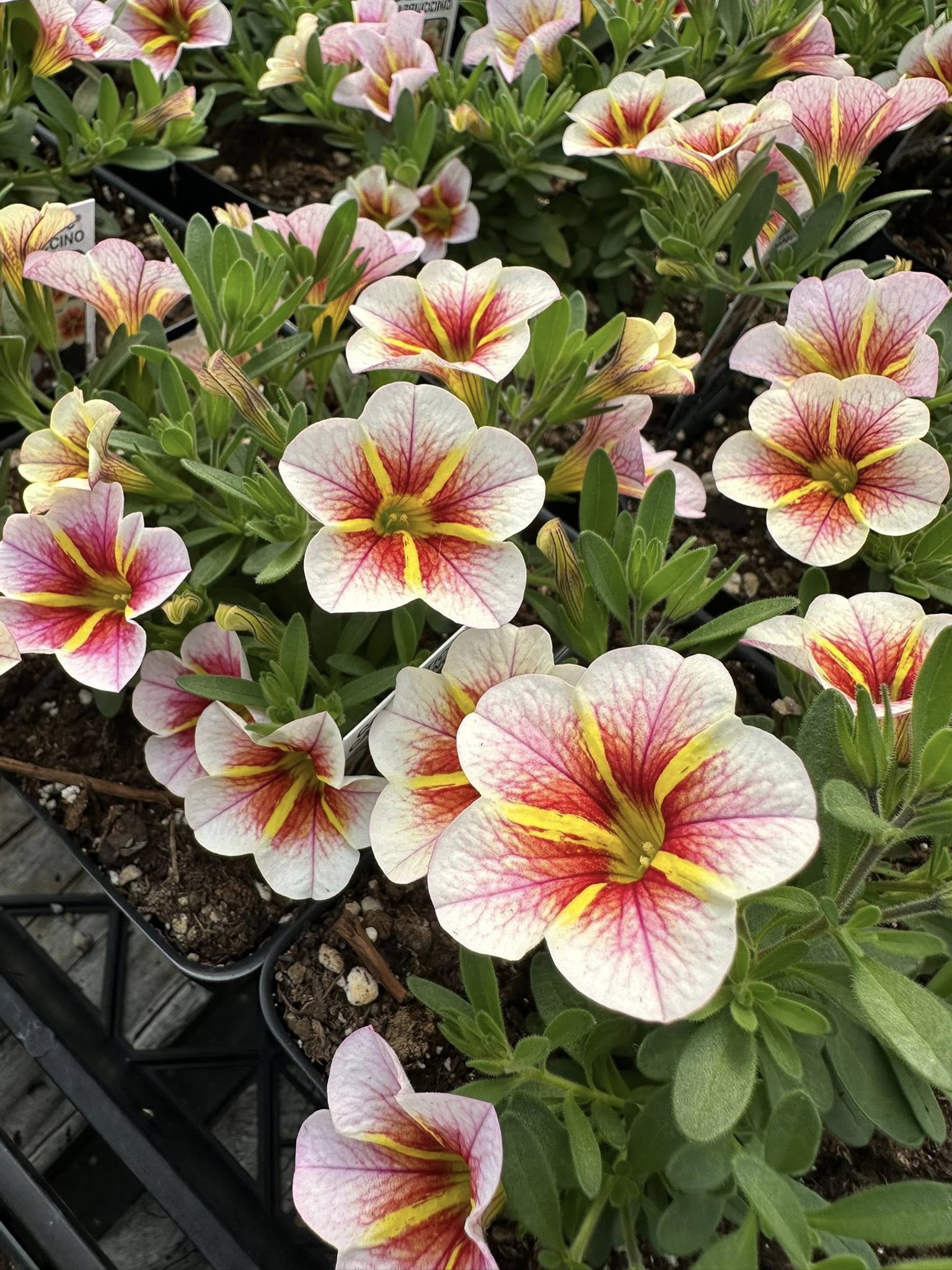 Pink, yellow and cream calibrachoa blooms lined up in greenhouse trays