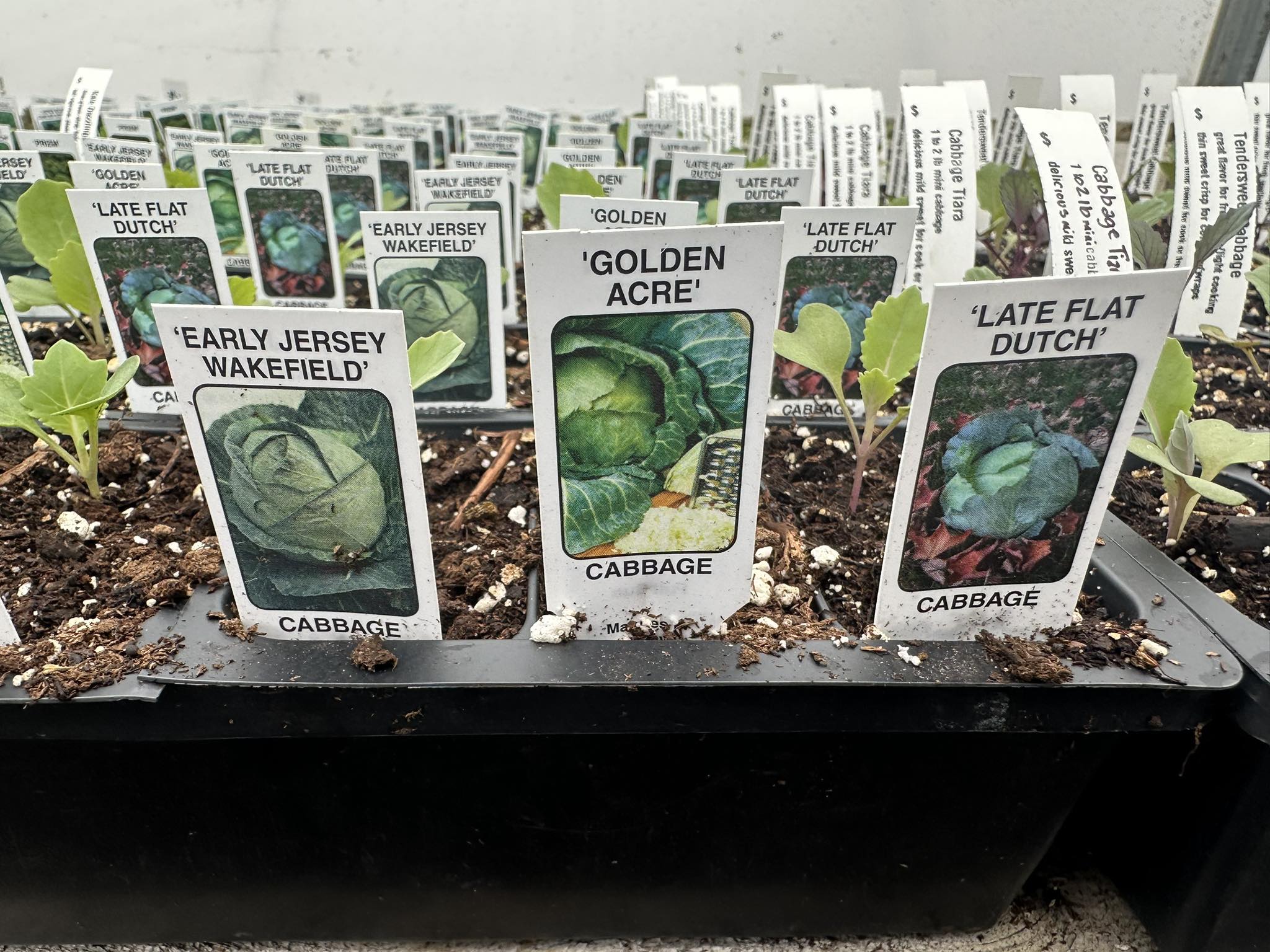 Cabbage seedling starter packs labeled Early Jersey Wakefield, Golden Acre and Late Flat Dutch