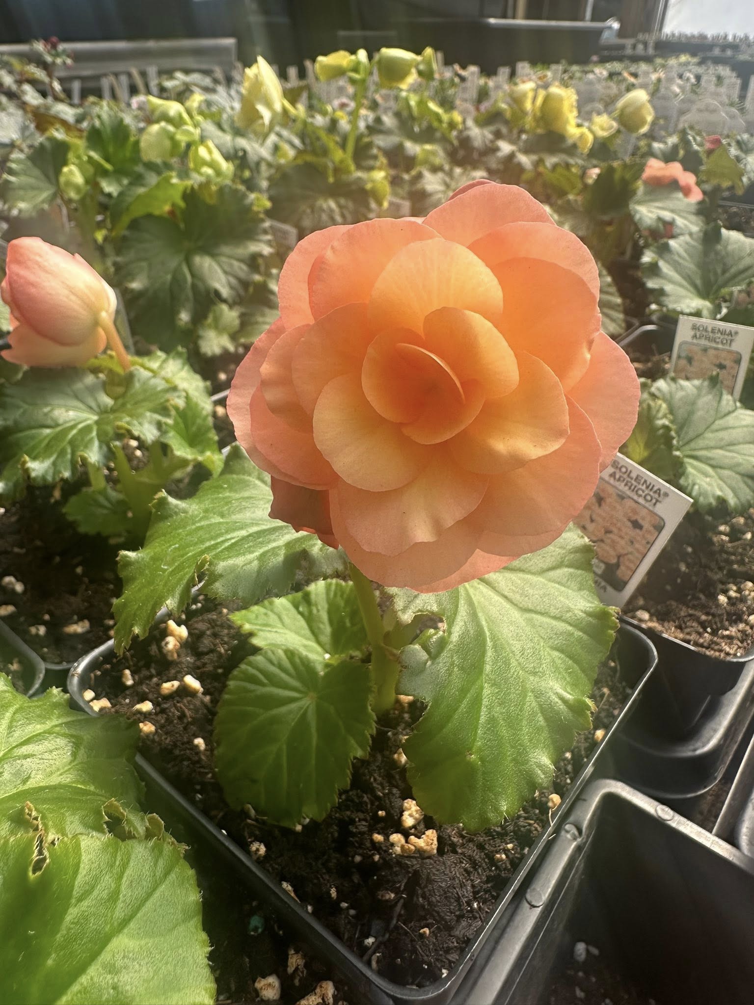 Peach and coral double-bloom begonia in a greenhouse tray surrounded by foliage
