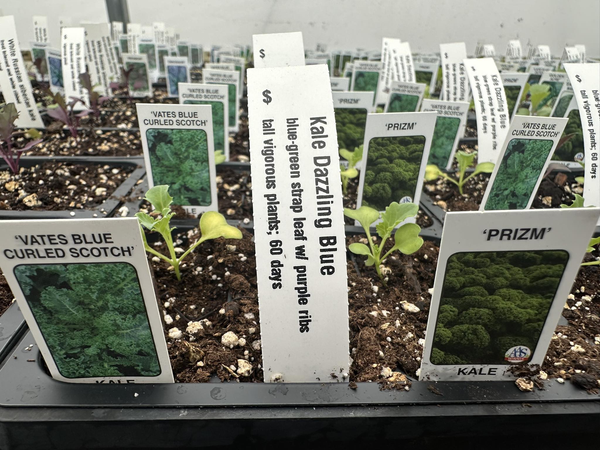 Kale seedlings labeled Vates Blue Curled Scotch, Dazzling Blue and Prizm in starter packs