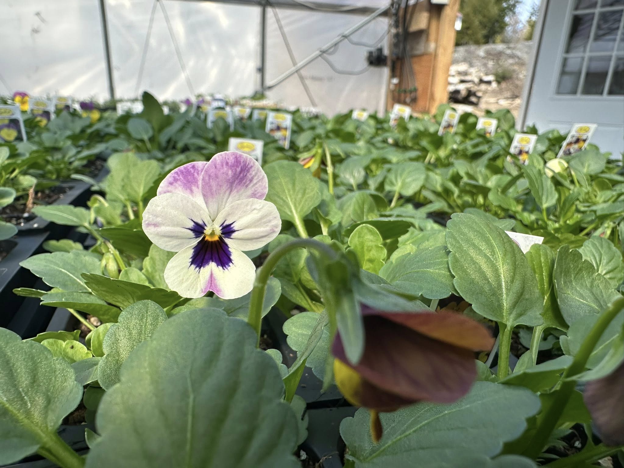 A single white and purple pansy in full bloom with the greenhouse structure visible behind