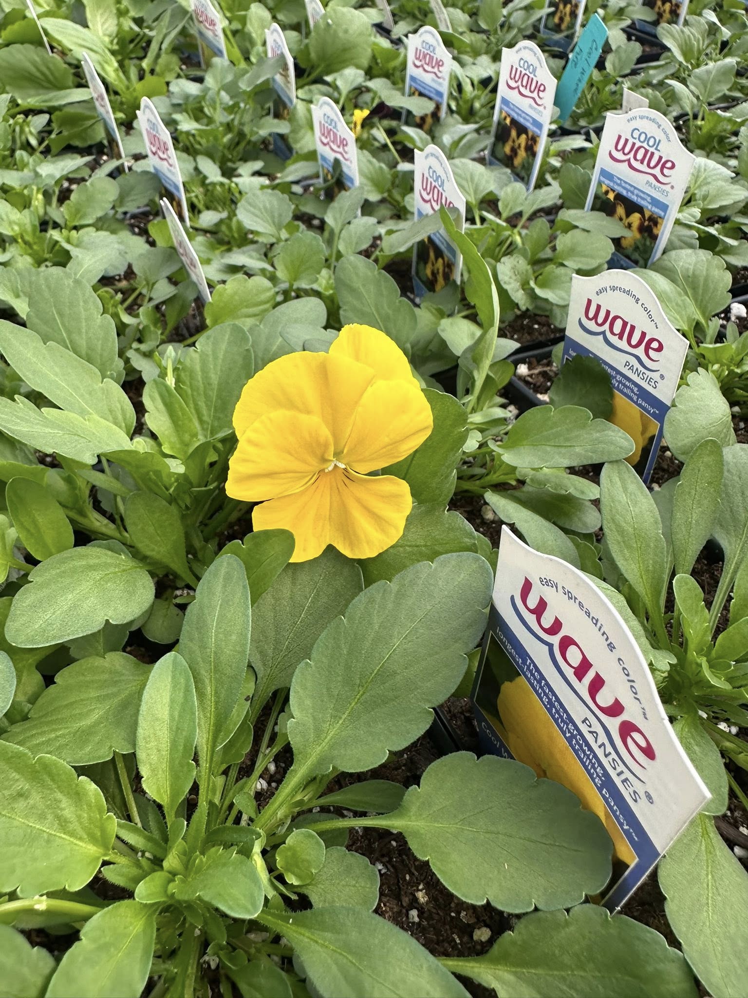 Bright yellow Cool Wave pansy bloom surrounded by foliage and labeled trays