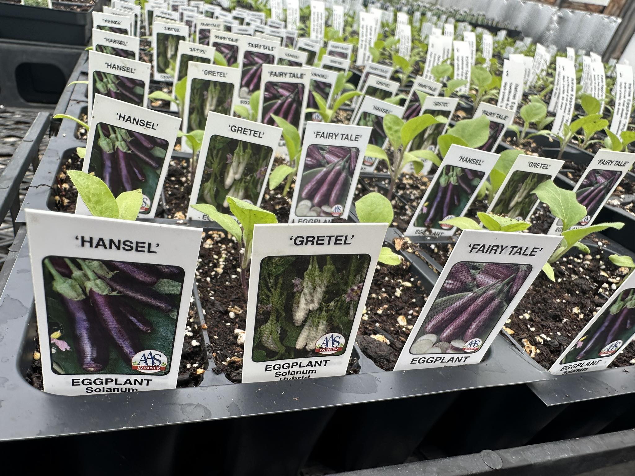 Eggplant seedlings labeled Hansel, Gretel and Fairy Tale in starter six-packs