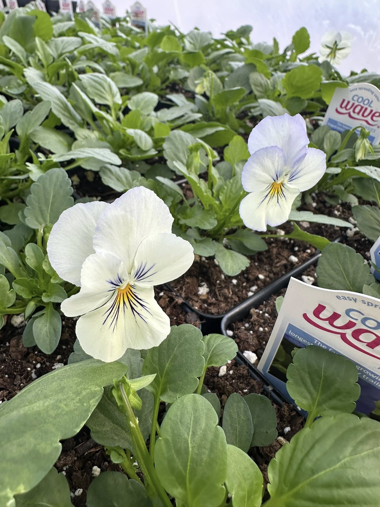 White Cool Wave pansies with yellow centers against green leaves