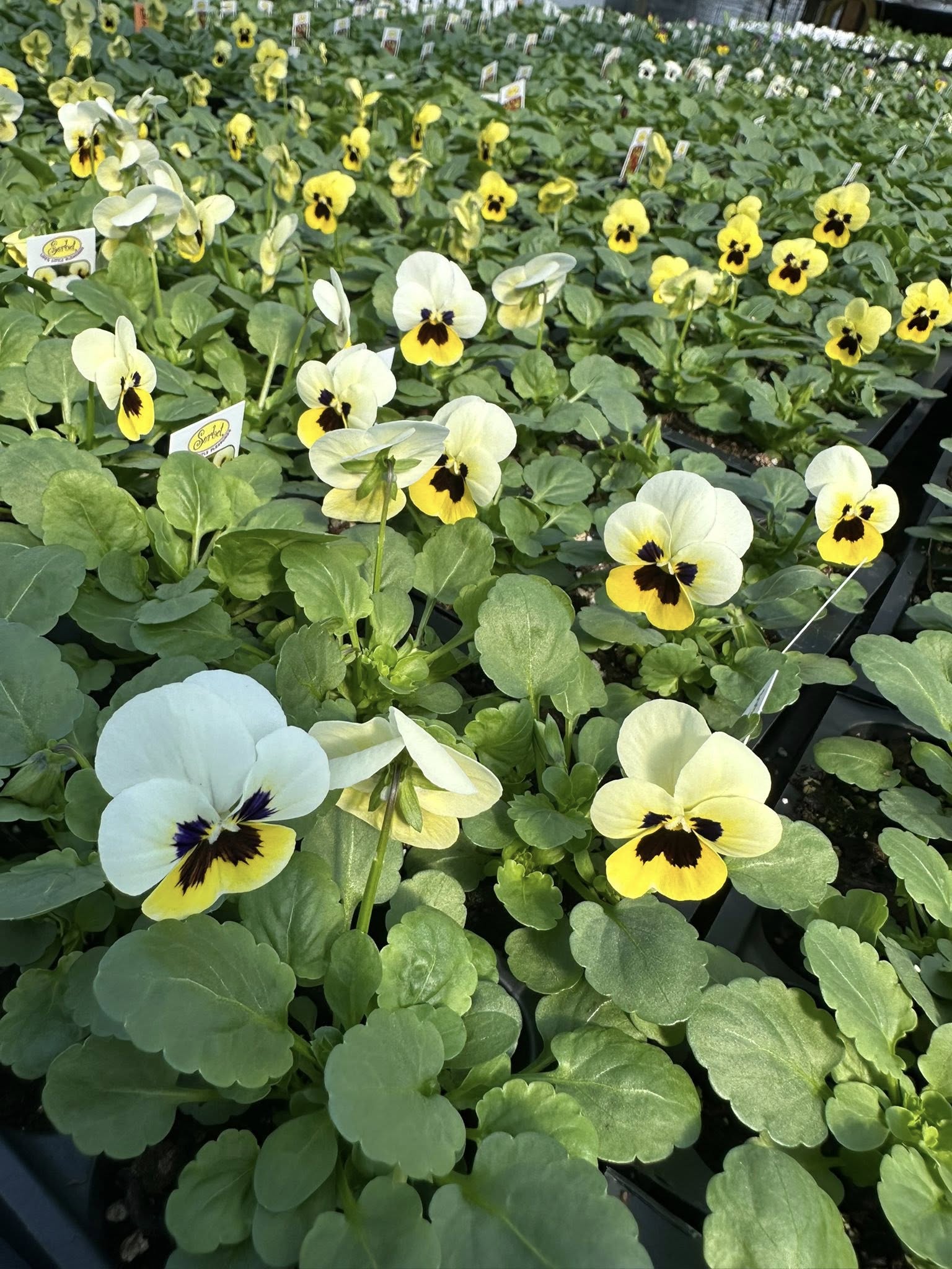 Rows of yellow pansies filling a greenhouse bed