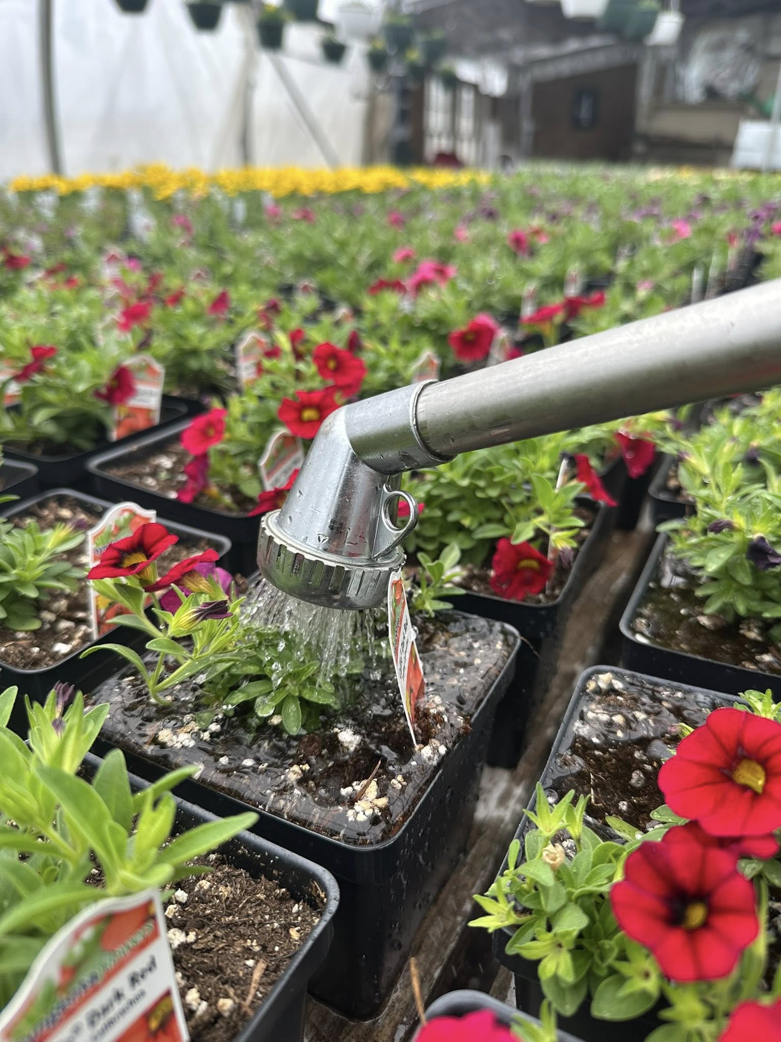 A watering wand gently showering red calibrachoa and petunias in the greenhouse