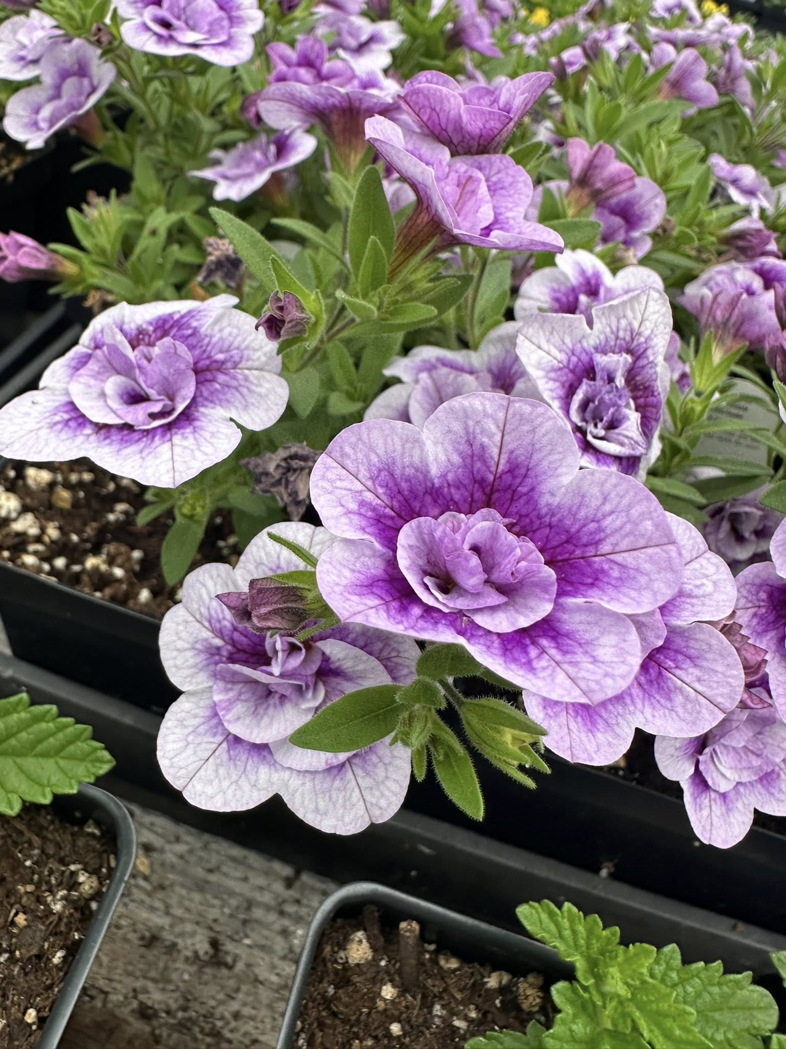 Lavender and white double-bloom calibrachoa with deep purple throats in a greenhouse tray