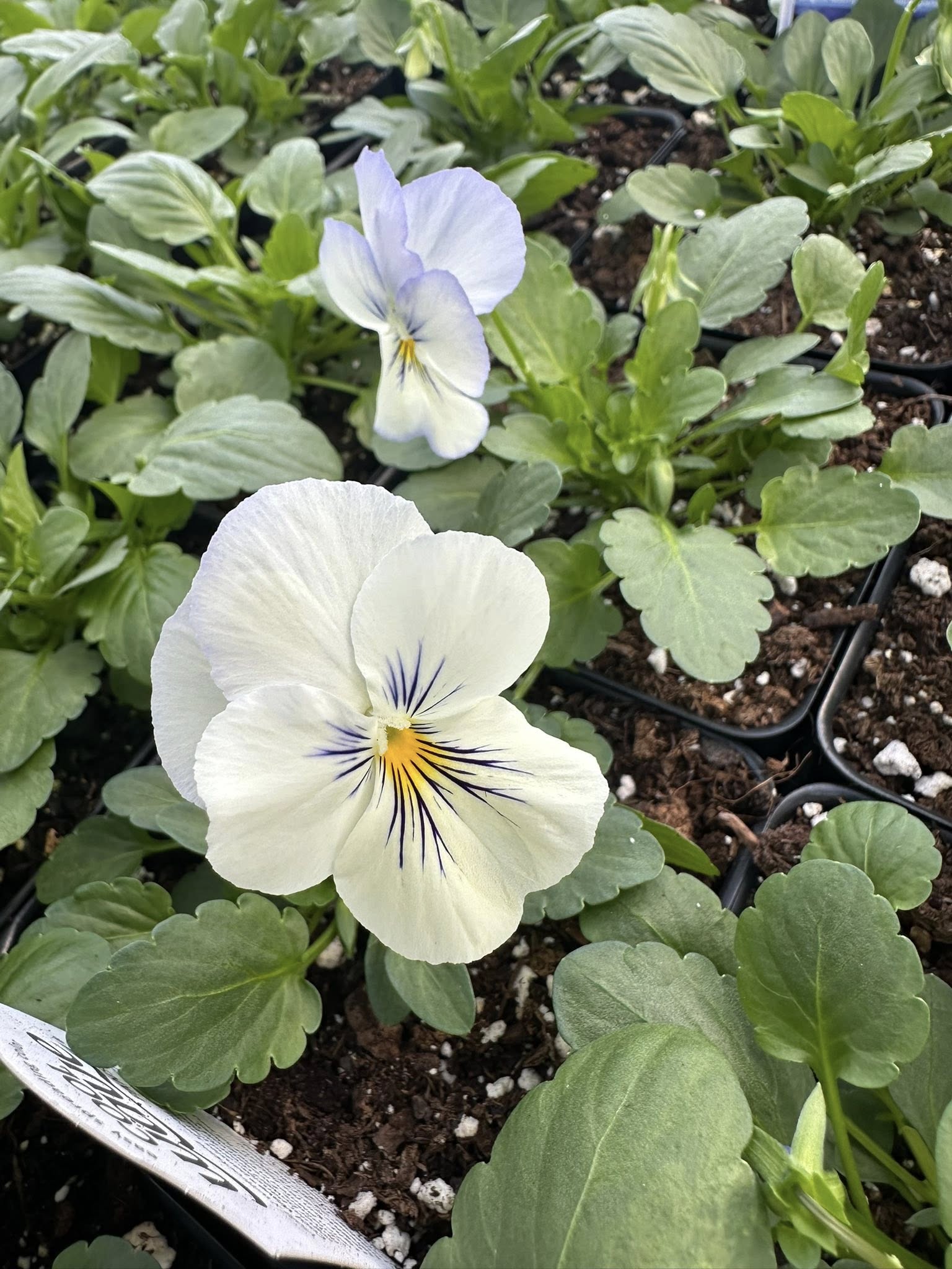 A cream pansy with a yellow center and dark whiskered face beside a pale lavender pansy