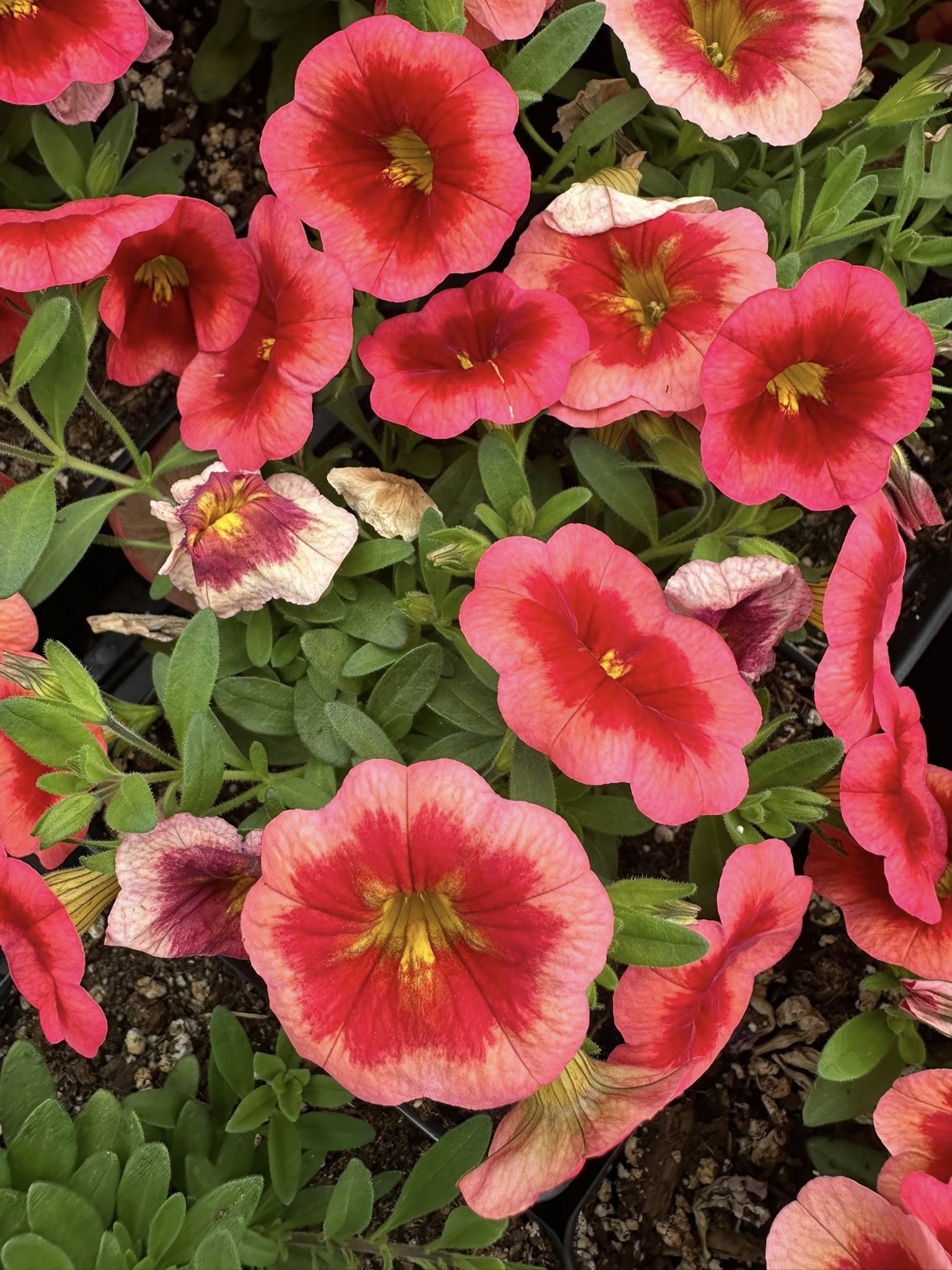 Coral petunia blooms with rose-pink centers filling the frame