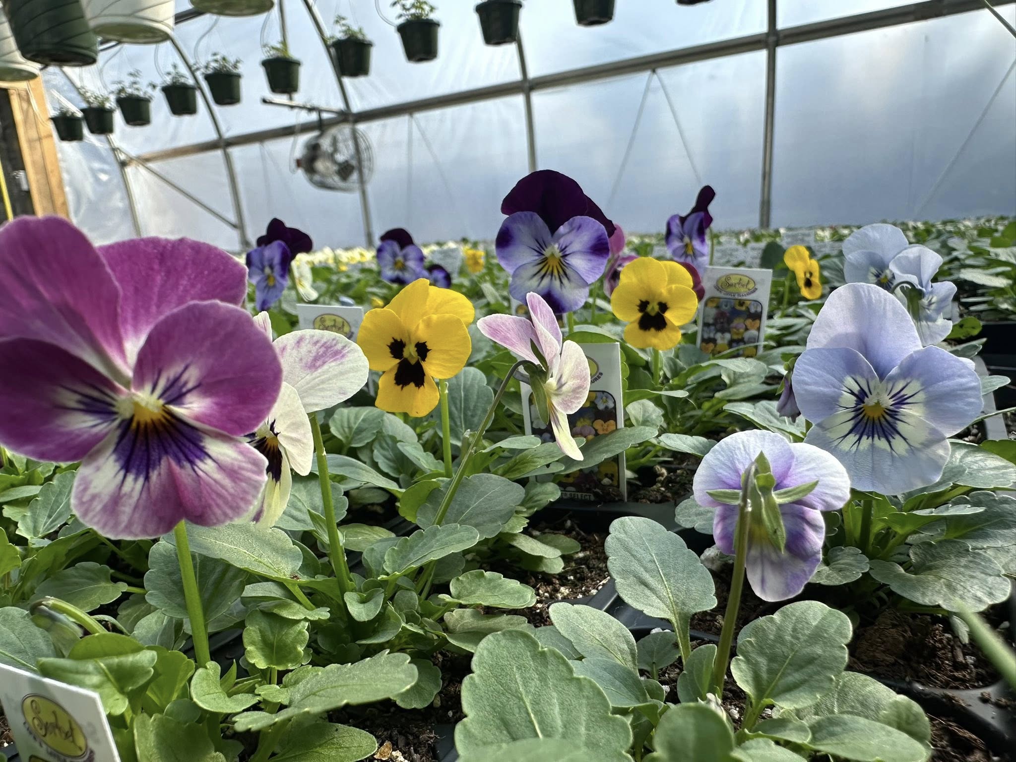 A wide view of a pansy greenhouse showing rose, yellow and lilac varieties with hanging baskets above