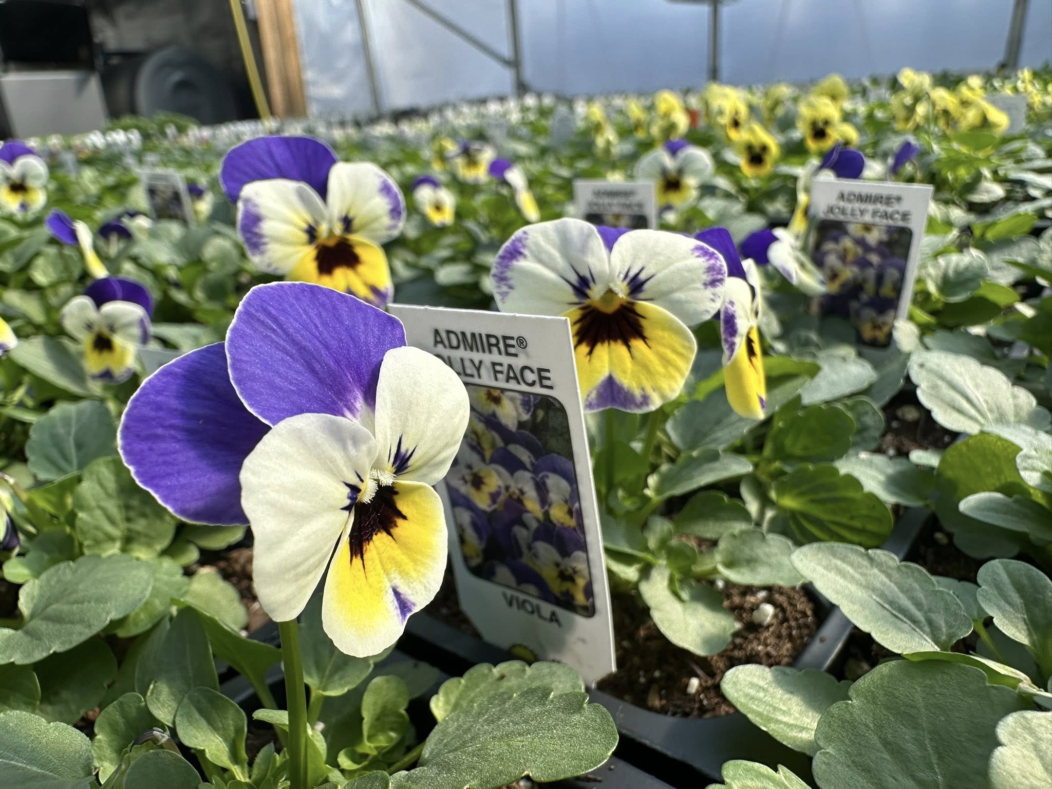 Admire Jolly Face violas in bloom with purple upper petals and cream and yellow lower petals