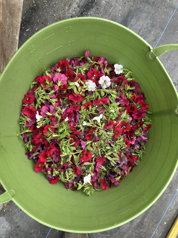 A green garden bucket filled with freshly pinched red and purple calibrachoa trimmings