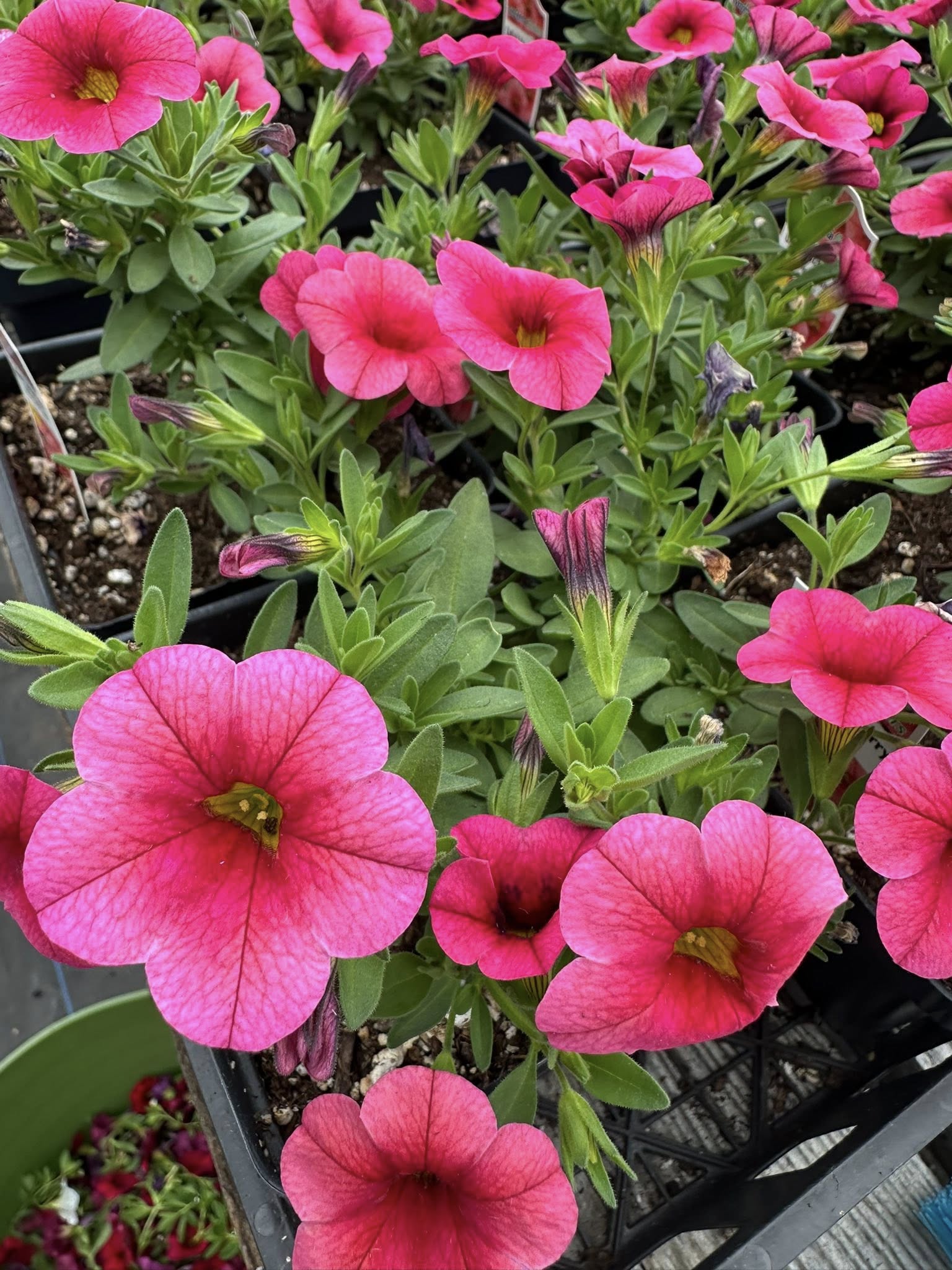 Magenta petunias in full bloom crowding a greenhouse tray
