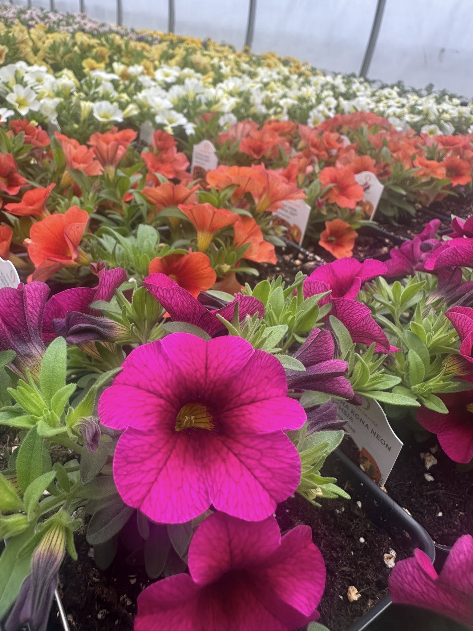 A greenhouse row of magenta, orange and white calibrachoa in side-by-side trays