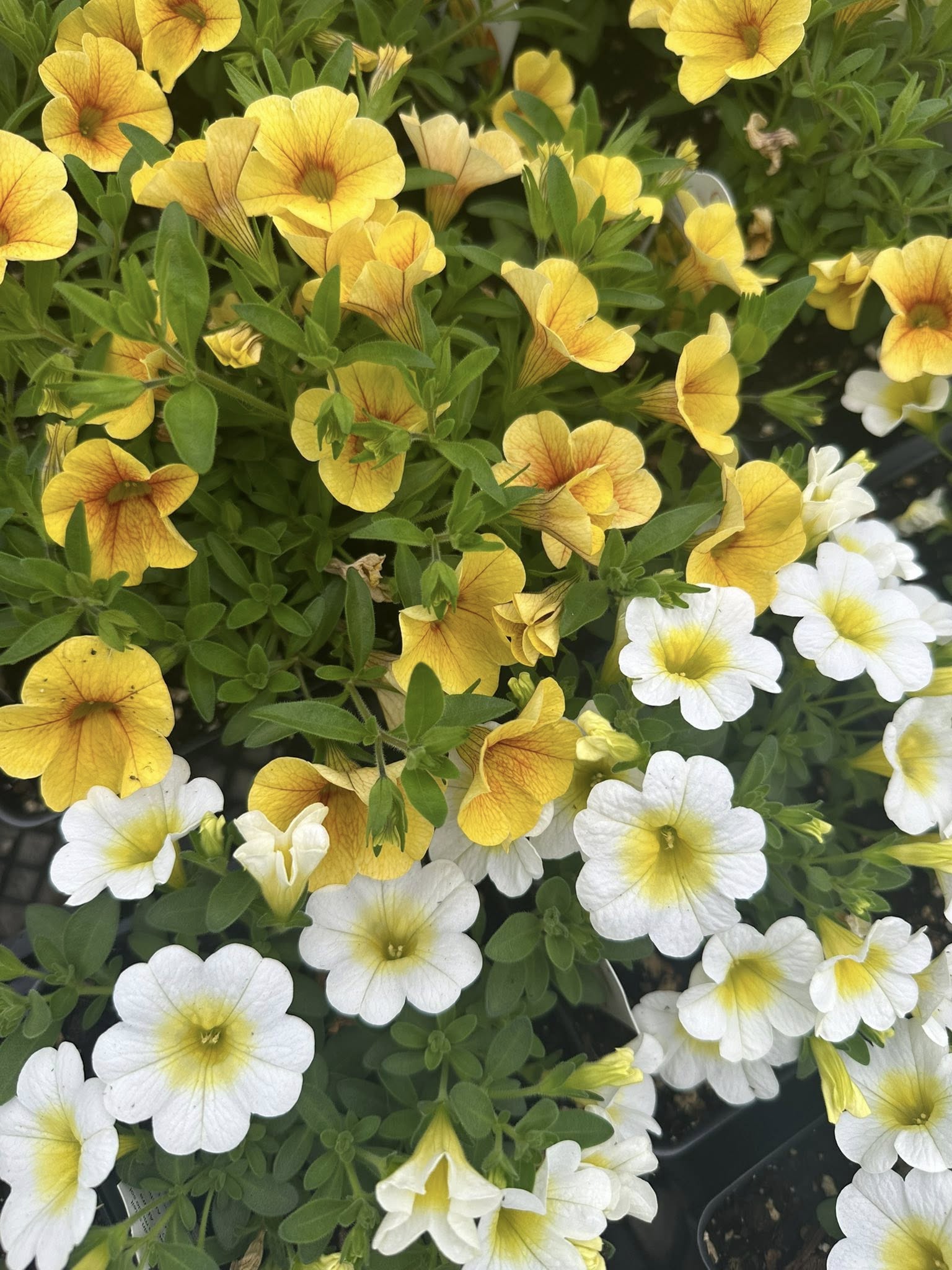 Yellow and white calibrachoa cascading together in a hanging basket