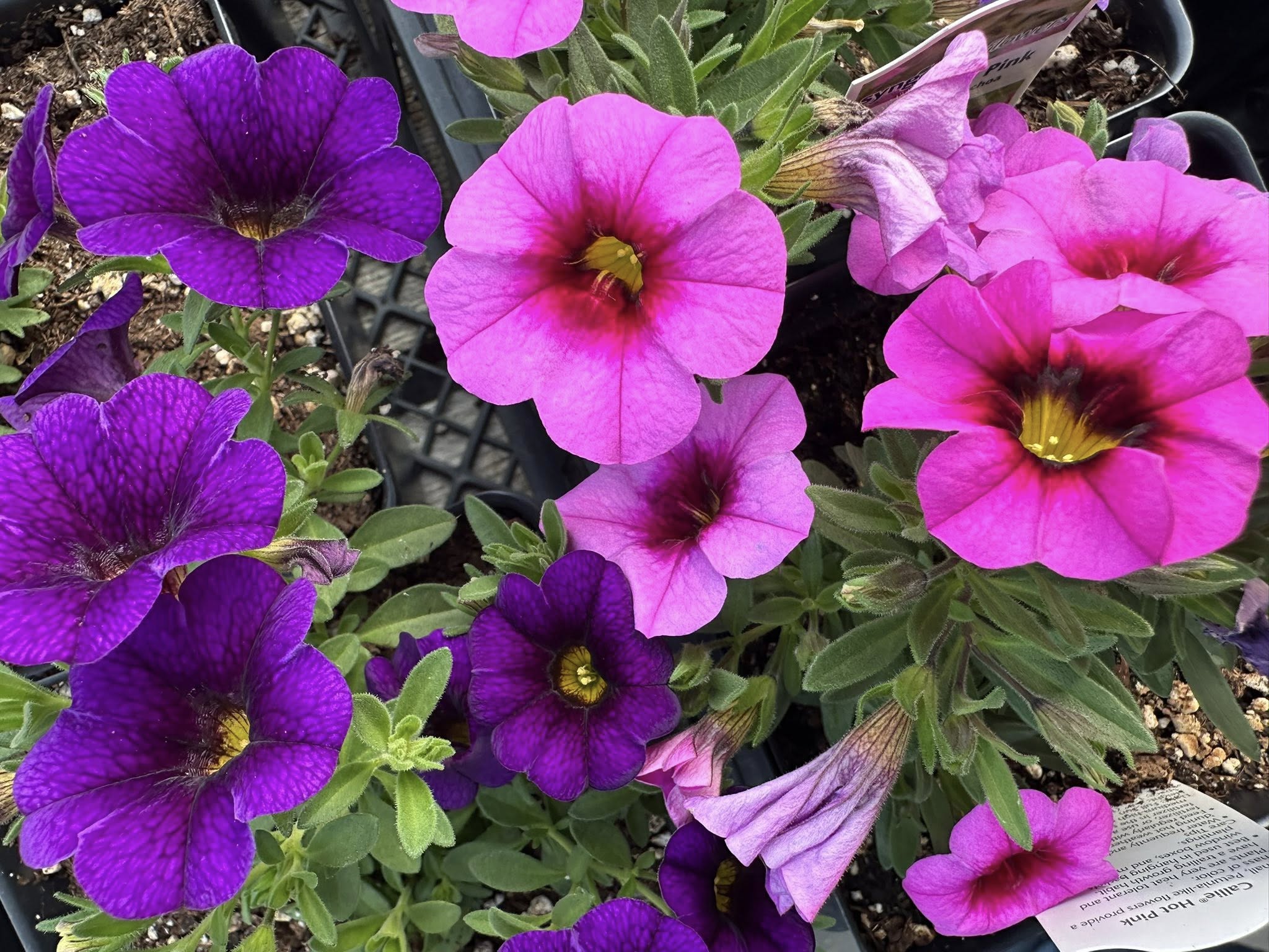 Deep purple, magenta and hot pink petunia blooms clustered in a greenhouse tray